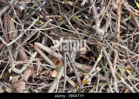 Gros plan d'un grand tas de brindilles sèches avec de la mousse et du lichen, montrant des textures naturelles et des motifs organiques. Concept de nature et de foresterie Banque D'Images