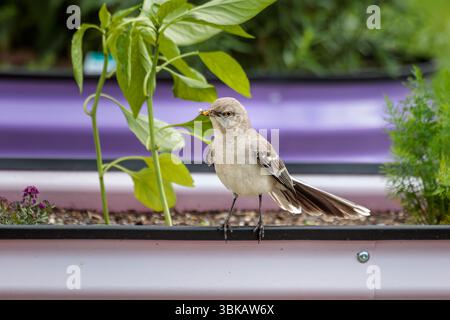 Oiseaux moques du Nord chassant les insectes dans le jardin surélevé. Banque D'Images