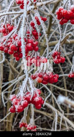 Des grappes de baies de rose de guelder rouge vif enrobées de gel pendent de branches glacées pendant l'hiver. Banque D'Images