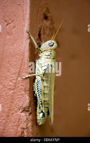 Une sauterelle différentielle adulte (Melanoplus Differential) Banque D'Images