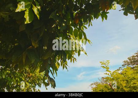 Prise de vue à angle bas de feuilles vertes avec lumière chaude du soleil et ombres douces, contrastant avec un ciel bleu vif avec des nuages clairs. Paysage tropical. Banque D'Images