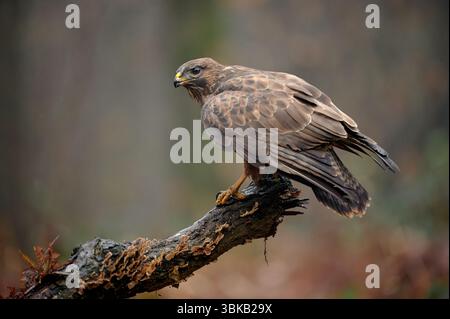 Buteo buteo (Buteo buteo) est un oiseau de proie vivant en Europe, photographié en automne perché sur une branche. Banque D'Images