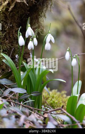 Les gouttes de neige fleurissent dans une forêt en Abkhazie, entourée de mousse et d'arbres Banque D'Images
