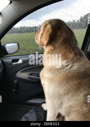 Labrador regardant par la fenêtre de la voiture sous la pluie Banque D'Images