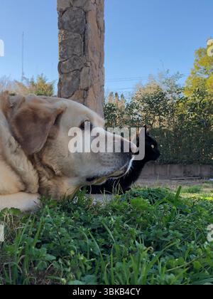 Chien Labrador et chat noir ensemble dans le jardin Banque D'Images
