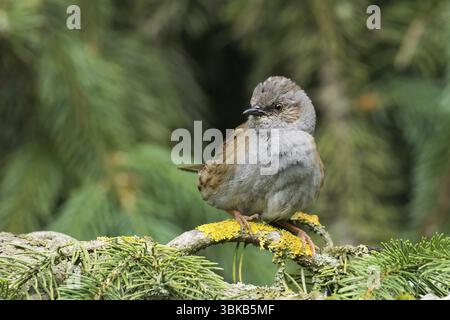 Un dunnock (Prunella modularis) assis sur une branche recouverte de lichen sur fond vert, Hesse, Allemagne, Europe Banque D'Images