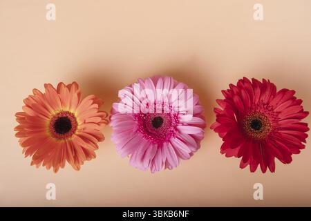 Trois gerberas orange, rose, rouge sur fond jaune, vue de dessus, espace de copie Banque D'Images