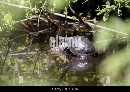Tortue de bassin européenne (Emys orbicularis), se réchauffant au soleil sur du bois mort dans l'eau des tourbières et se reflétant dans l'eau, Bade-Wuerttemberg, Allemagne, Banque D'Images