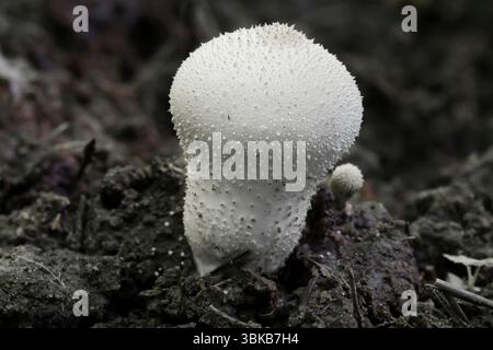 Champignons sauvages poussant dans la forêt. Champignons - Lycoperdon perlatum. Banque D'Images