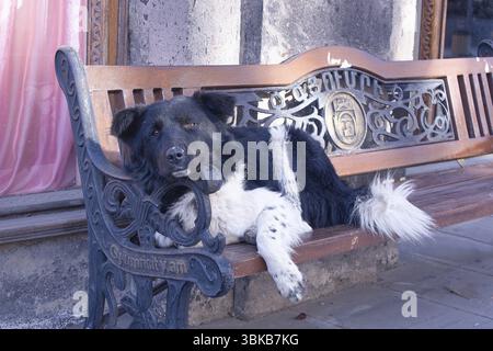 Chien sans abri reposant sur un banc, dans la rue Banque D'Images