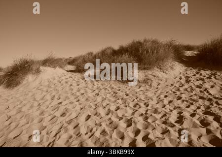 Image sépia des dunes de Camber Sands prise en juillet. Des motifs de sable ondulé et des dunes partiellement couvertes d'herbe créent un paysage texturé. Banque D'Images