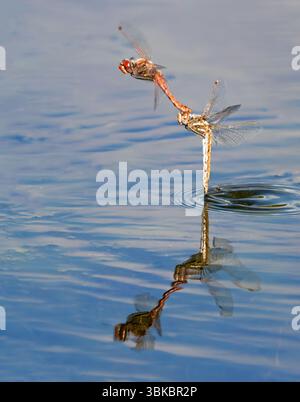 Libellules panachées (Sympetrum corruptum) pondant des œufs dans l'eau, avec réflexion miroir Galveston, Texas, États-Unis. Banque D'Images