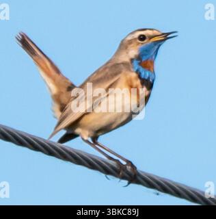 Bleu perché sur un fil Banque D'Images