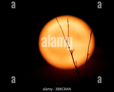Pleine lune rouge entre les branches Banque D'Images