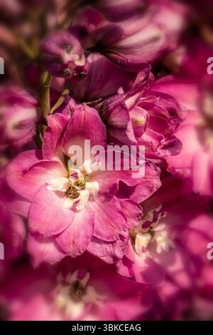 Portrait naturel de plante fleurie de Delphinium Elatum 'Raspberry Rhapsody' (New Millennium Series) fleurissent en plein soleil. Longue durée, Banque D'Images