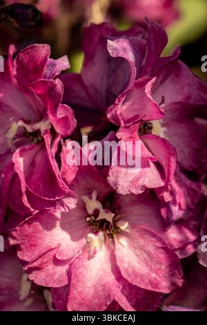 Portrait naturel de plante fleurie de Delphinium Elatum 'Raspberry Rhapsody' (New Millennium Series) fleurissent en plein soleil. Longue durée, Banque D'Images