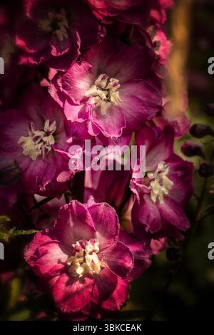 Portrait naturel de plante fleurie de Delphinium Elatum 'Raspberry Rhapsody' (New Millennium Series) fleurissent en plein soleil. Longue durée, Banque D'Images