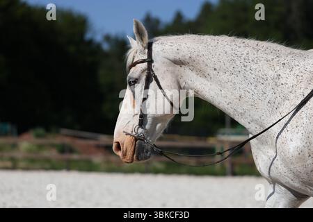 Profil rapproché d'un cheval moucheté blanc dans la bride à l'arène d'équitation Banque D'Images