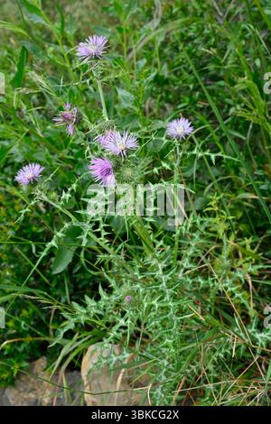 Fleur de printemps violette et feuillage épi de Galactites tomentosus / chardon Marie violet Malaga, Espagne avril Banque D'Images