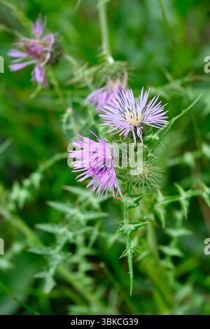 Fleur de printemps violette et feuillage épi de Galactites tomentosus / chardon Marie violet Malaga, Espagne avril Banque D'Images