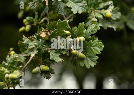 Gros plan de branche de chêne avec des glands verts. Banque D'Images