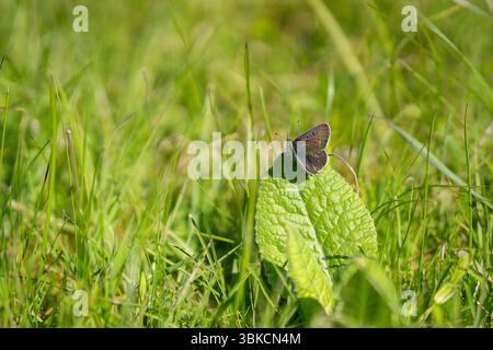 Cuivre de suie (Lycaena tityrus) sur feuille de vachette commune. Papillon de cuivre de suie dans la prairie. Banque D'Images