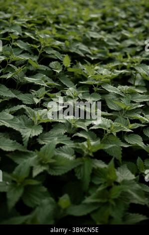 Plaque d'ortie vert foncé à la lumière naturelle. Banque D'Images