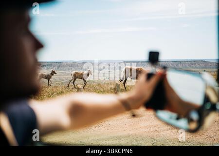 Mouton de Bighorn vu de voiture près de Rim Road dans le parc national des Badlands Banque D'Images