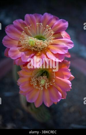 Gros plan de deux fleurs de cactus vibrantes en pleine floraison Banque D'Images