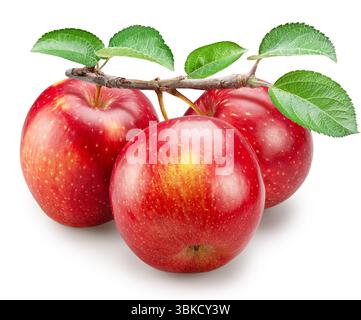 Pommes rouges mûres sur la branche avec des feuilles vertes sur fond blanc. Le fichier contient un chemin de détourage. Banque D'Images