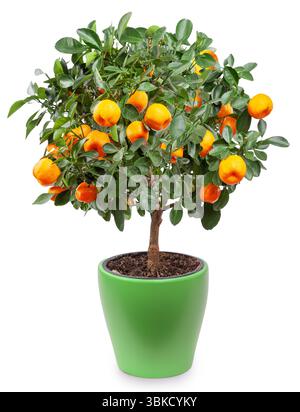 Tangerine ou Citrus tangerina complètement recouvert de fruits mûrs en pot. Le fichier contient un chemin de détourage. Banque D'Images