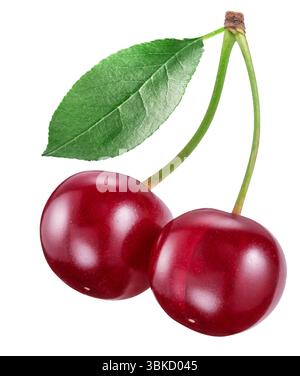 Deux cerises acidulées ou cerises aigres avec feuille isolées sur fond blanc. Le fichier contient un chemin de détourage. Banque D'Images