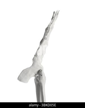 Pied de squelette humain isolé sur fond blanc Banque D'Images