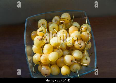 Jaune Prunus avium, communément appelé cerise sauvage, cerise douce ou gean DANS L'ASSIETTE - AWE June (ÉTÉ) POUR LES FRUITS ET UNE ALIMENTATION SAINE Banque D'Images