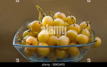 Jaune Prunus avium, communément appelé cerise sauvage, cerise douce ou gean DANS L'ASSIETTE - AWE June (ÉTÉ) POUR LES FRUITS ET UNE ALIMENTATION SAINE Banque D'Images
