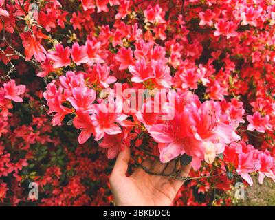 Beau buisson de fleur d'azalée rose dans le parc. Fleurs d'azalée roses. Floraison printanière. Les mains des femmes touchent délicatement les fleurs d'azalée. Banque D'Images