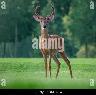 De grands cerfs surveillant la prairie Banque D'Images