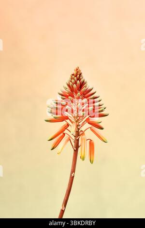 Fleur d'oranger d'aloe arborescens -aloe candélabre ou aloe krantz - -fleur de floraison hivernale Banque D'Images