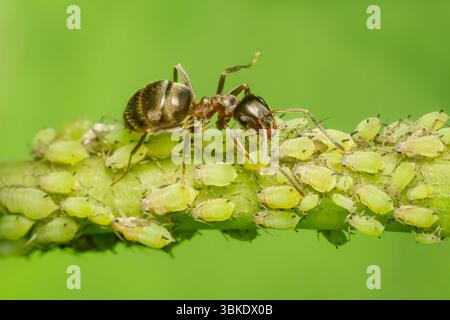 Fourmi avec son troupeau de pucerons avec espace copie sur fond vert flou Banque D'Images