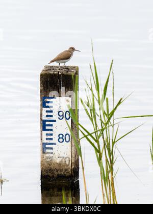 Piqueur de sable commun (Actitis hypoleucos) perché sur un poteau de jauge de niveau d'eau, Parc du Marquenterre, France. Banque D'Images