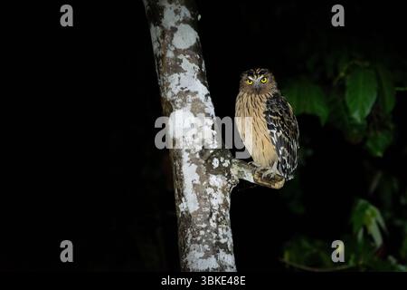 Chouette-buffle (Ketupa ketupu) Banque D'Images