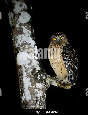 Chouette-buffle (Ketupa ketupu) Banque D'Images