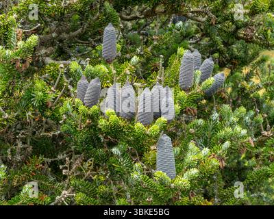 Cônes lagre du Blue Cone Korean Fir Tree, Abies Koreana, poussant dans les jardins RHS Wakehurst en juin, West Sussex, Angleterre, Royaume-Uni Banque D'Images