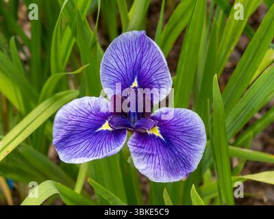 Gros plan d'une fleur d'iris unique dans l'Iris Dell au RHS Wakehust Gardens en juin, West Sussex, Angleterre, Royaume-Uni Banque D'Images