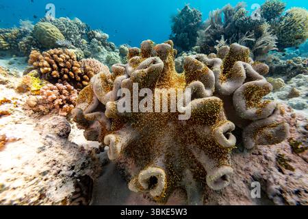 Une scène sous-marine vibrante présente un écosystème de récifs coralliens diversifié, avec diverses formations coralliennes et une vie marine prospérant dans les eaux bleues claires. Banque D'Images