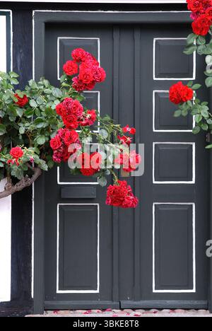 Fleurs de roses devant une vieille porte en bois Banque D'Images