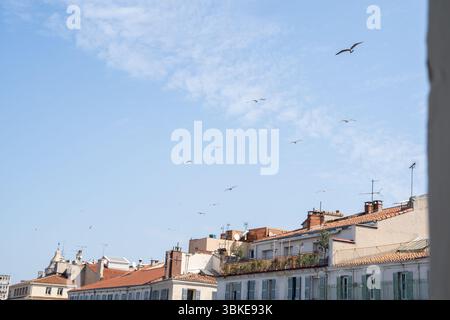 De belles mouettes planant gracieusement au-dessus des toits historiques sous le ciel ensoleillé Banque D'Images