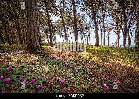Cyclamen fleurit dans la forêt de pins dans le Tombolo de Cecina. Marina di Cecina destination de voyage à Alta Maremma, région Toscane, Italie Banque D'Images