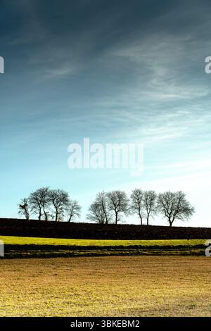 De grands arbres se dressent sur un ciel bleu et gris, créant une vue saisissante dans un paisible rural, Auvergne Rhône Alpes, France Banque D'Images