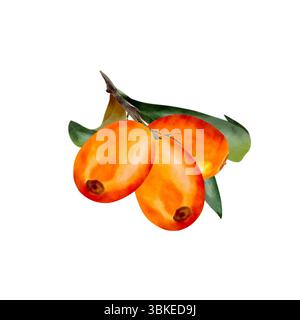 Aquarelle d'argousier, baies peintes juteuses et brindilles dans un style réaliste à la main. Eléments isolés sur fond blanc Banque D'Images